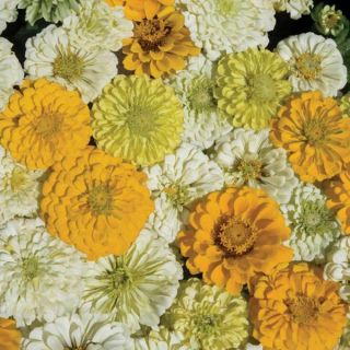 Dessert Lemon Meringue Mix Zinnia Thumbnail